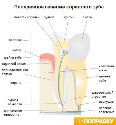 Umplerea dinților (canale dentare) informații generale și îngrijire - expediere