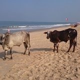 Beach Cavelossim Beach déli Goa - szállodák, strandok, kritikák