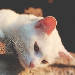 Supresia estrului la pisici, sterilizare sau medicamente - totul despre pisici si pisici cu dragoste