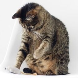 Supresia estrului la pisici, sterilizare sau medicamente - totul despre pisici si pisici cu dragoste