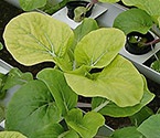 Fertilizarea necesară pentru plantele din grădină și grădina de legume, lumea plantelor și copacilor, revista 