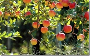 Торене ябълкови дървета през август, освен за изхранване на плодовете за голяма реколта