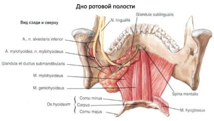 Glandă salivară subzostivă, competentă în privința sănătății pe ilive