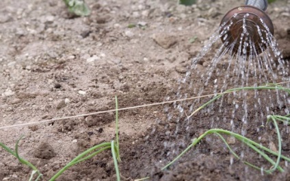 Adăugarea de ceapă în date, norme, caracteristici