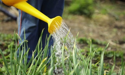 Adăugarea de ceapă în date, norme, caracteristici