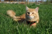 Maturarea sexuală a tânărului Maine Coon