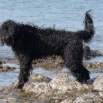 Portugál vízi kutya (fotó, videó, leírás)