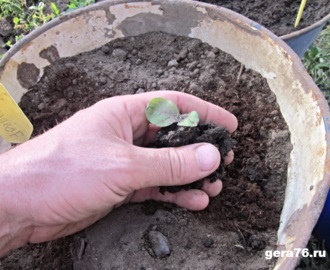 Plantarea răsadurilor de tutun în sol deschis