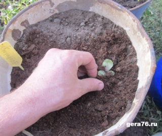 Plantarea răsadurilor de tutun în sol deschis