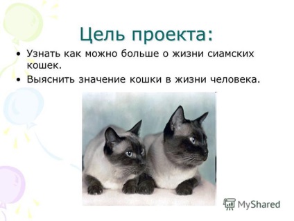Prezentare pe tema pisicilor siameze autor al proiectului de elev de capra Viktoria din clasa 4-b nmou 48