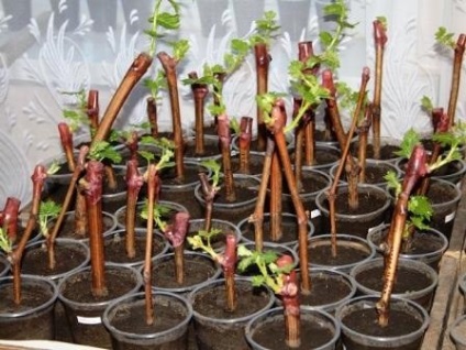 Principiile de înrădăcinare a plantelor sunt cea mai simplă și cea mai fiabilă modalitate de a răsturna practic orice plantă