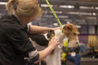 Cursuri și seminarii profesionale privind îngrijirea pisicilor și a câinilor în grădina zoologică