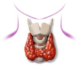 Prevenirea bolilor tiroidiene, fitoterapie