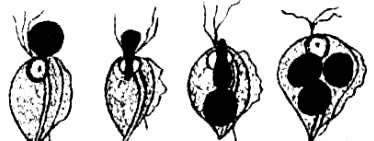 Protozoális fertőzések (patogén protozoák)