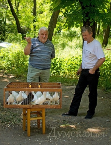 Madár piac - Odessza csirke - fekete hús - 5 - ezer - UAH - és - galambok mérete -