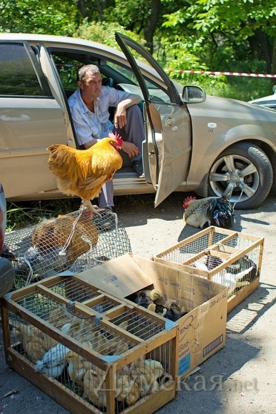 Madár piac - Odessza csirke - fekete hús - 5 - ezer - UAH - és - galambok mérete -