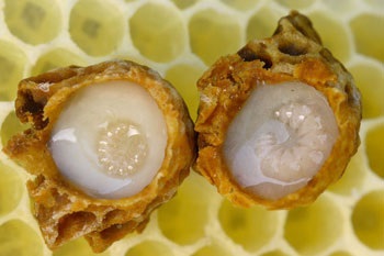 Recomandări pentru achiziționarea de albine de jeleu regal