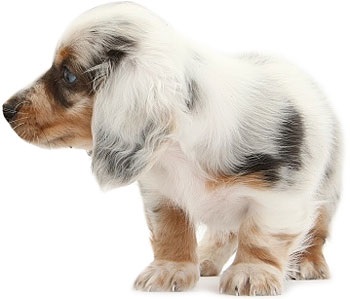 Royal canin mini starter kiskutyáknak legfeljebb 2 hónapig