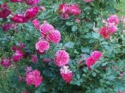 Rose bokor kert - megfelelő gondozás és növekvő az országban