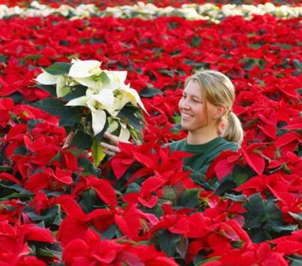 Crăciun stea - floare poinsettia