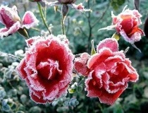 Trandafiri în zăpadă frumoase fotografii