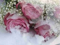 Trandafiri în zăpadă frumoase fotografii