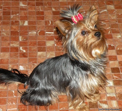 Pink Dream, canisa Yorkshire Terrier, Moscova