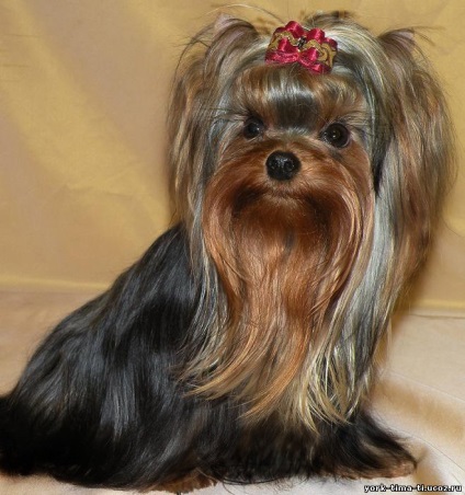Pink Dream, canisa Yorkshire Terrier, Moscova