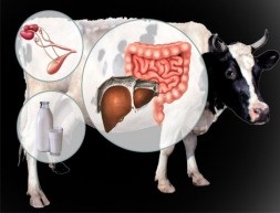 Digestia digestivă la bovine