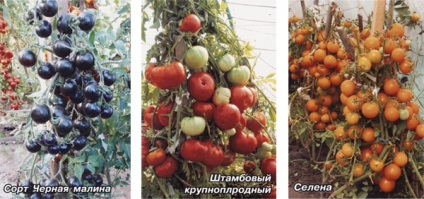 Secretele de tomate timpurii