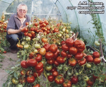 Secretele de tomate timpurii