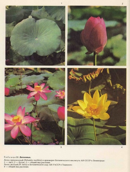 Familia de lotus (nelumbonaceae) este
