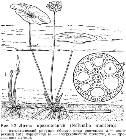 Familia de lotus (nelumbonaceae) este