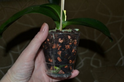 Seramis pentru orhidee - adeniums, orhidee și alte plante