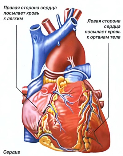 Sistemul cardiovascular - științe medicale