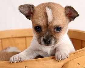 Puppy în casă care se ocupă de micii Chihuahua