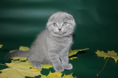 Pisici Scottish Fold și Stright cu pisici cu pisică pentru tine