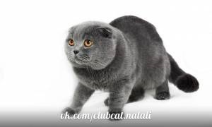 Pisici Scottish Fold și Stright cu pisici cu pisică pentru tine