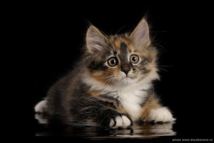 Szibériai macska vagy szibériai - fajta, macskák, macskák és kiscicák - nincs egér!