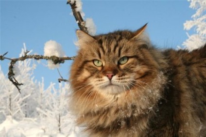Pisica Siberiana sau Siberiana - rasa, pisicile, pisicile si pisoii - fara mouse!