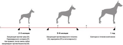 Mennyibe kerül a chihuahua vakcina?