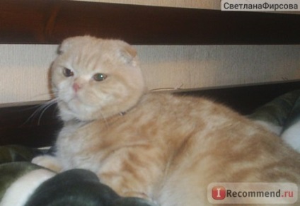 Scottish Fold (Scottish Fold) - 