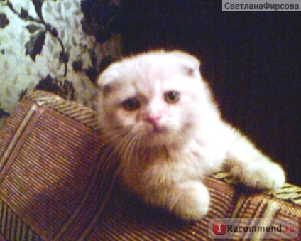 Scottish Fold (Scottish Fold) - 