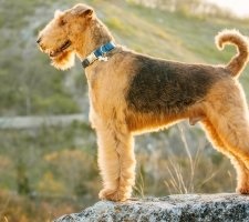 Dog Airedale terrier fajta leírása, fotó, kiskutyák árai, véleménye