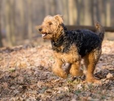 Dog Airedale terrier fajta leírása, fotó, kiskutyák árai, véleménye