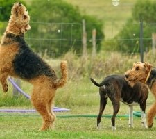 Dog Airedale terrier descriere rasa, fotografie, pretul de pui, comentarii