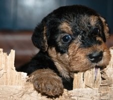 Dog Airedale terrier fajta leírása, fotó, kiskutyák árai, véleménye