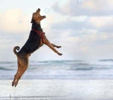 Dog Airedale terrier fajta leírása, fotó, kiskutyák árai, véleménye