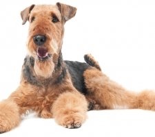 Dog Airedale terrier fajta leírása, fotó, kiskutyák árai, véleménye