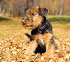 Dog Airedale terrier fajta leírása, fotó, kiskutyák árai, véleménye